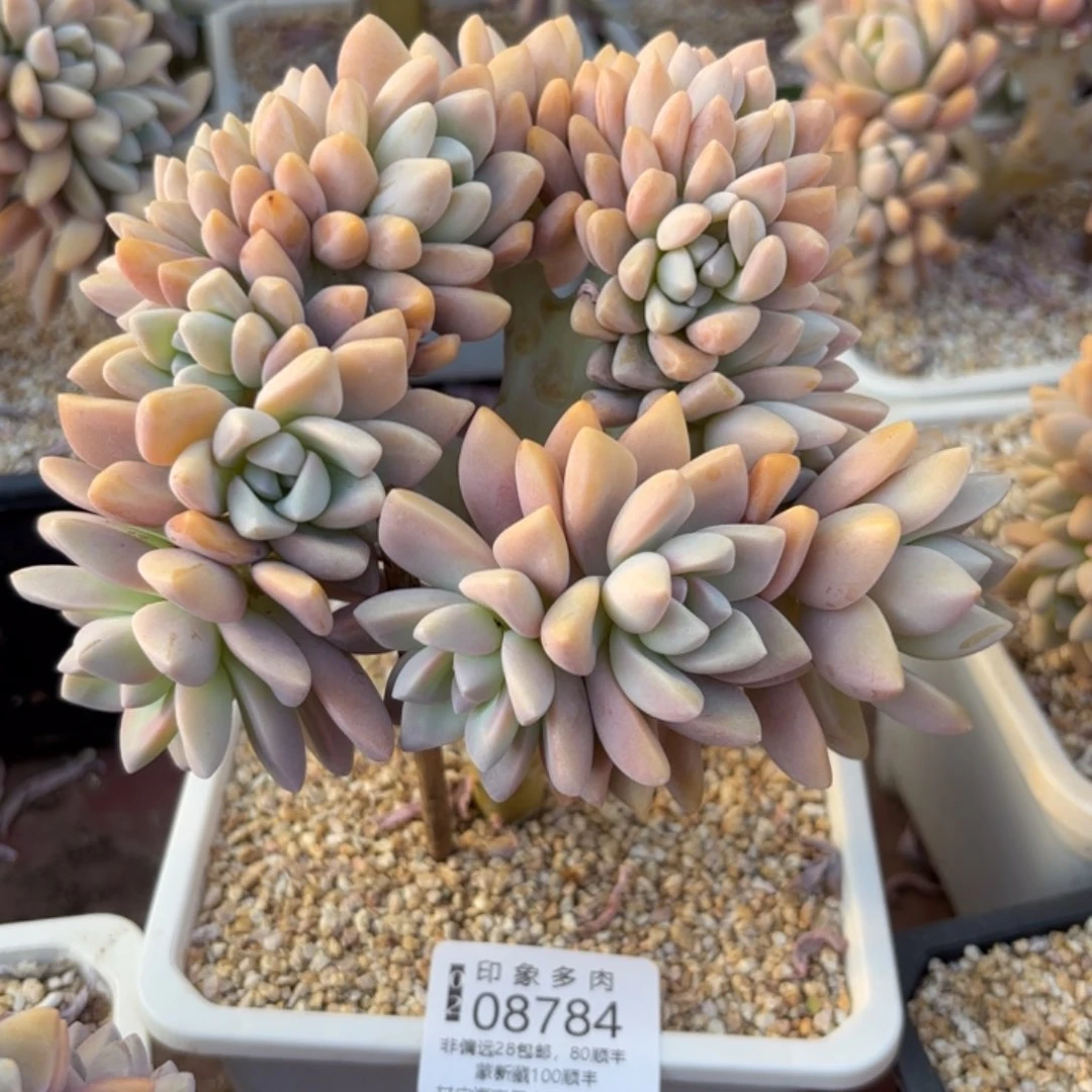 多肉植物08784fgg