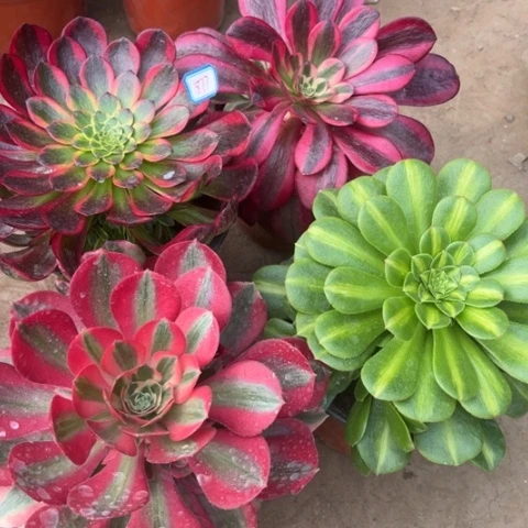 877多肉植物组合