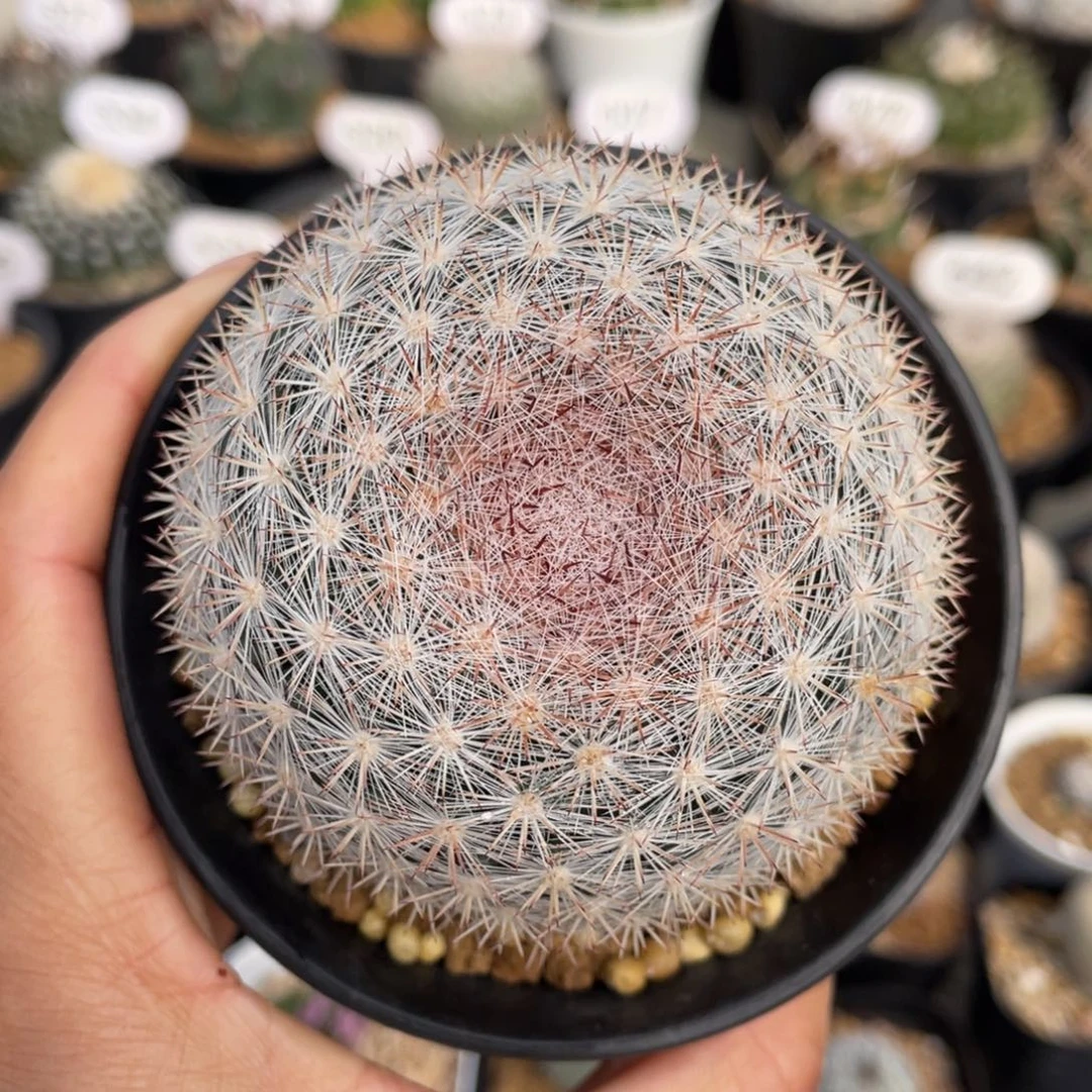 雪白丸          实生根