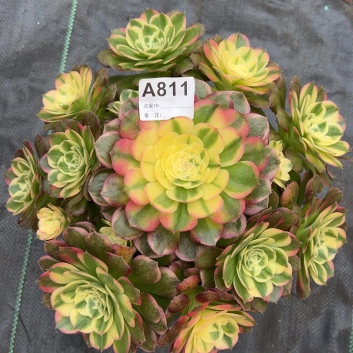 811海鲜25厘米左右