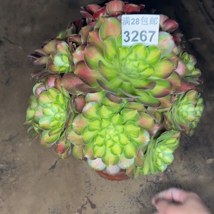 3267韶华多肉植物