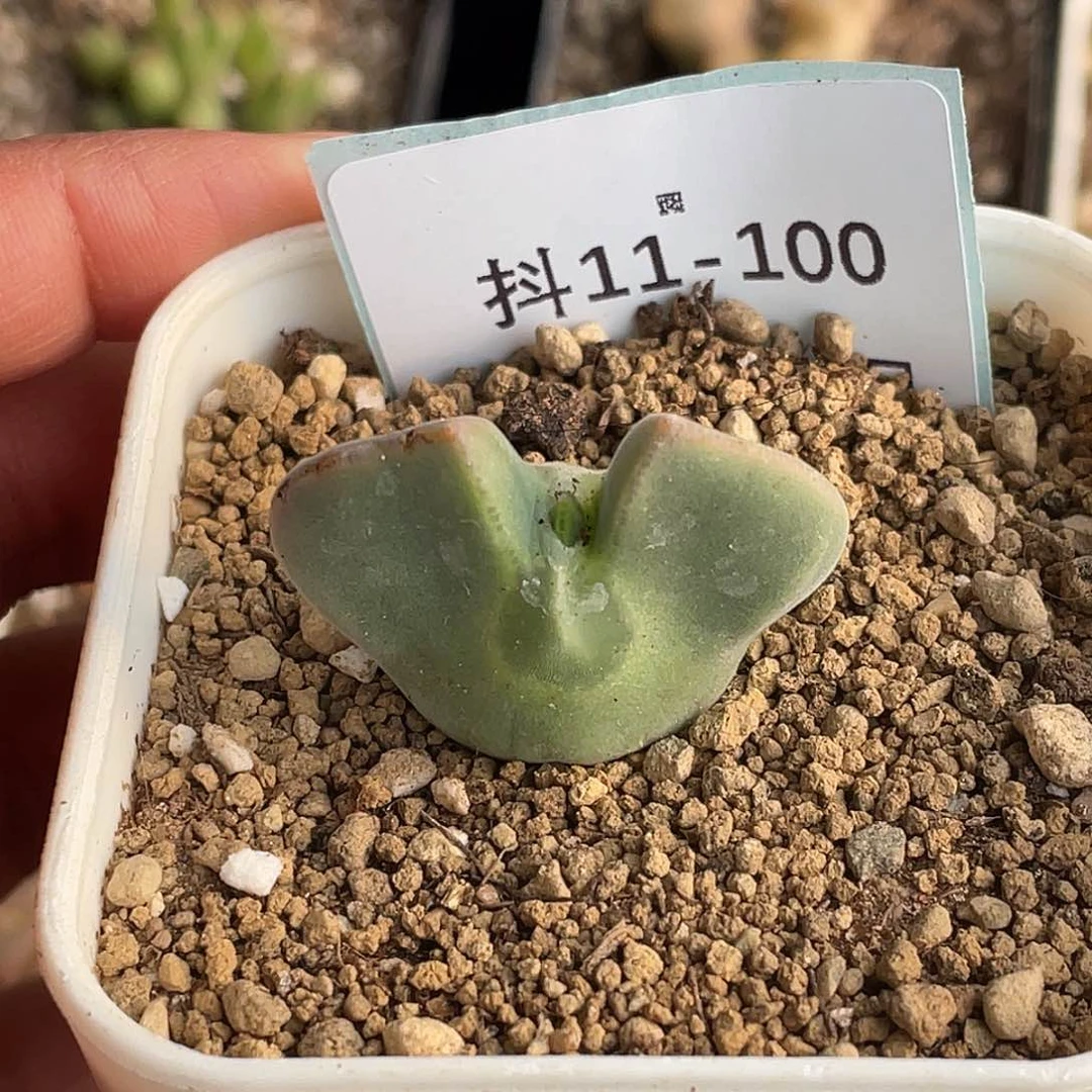 用****411-100肉锥多肉植物