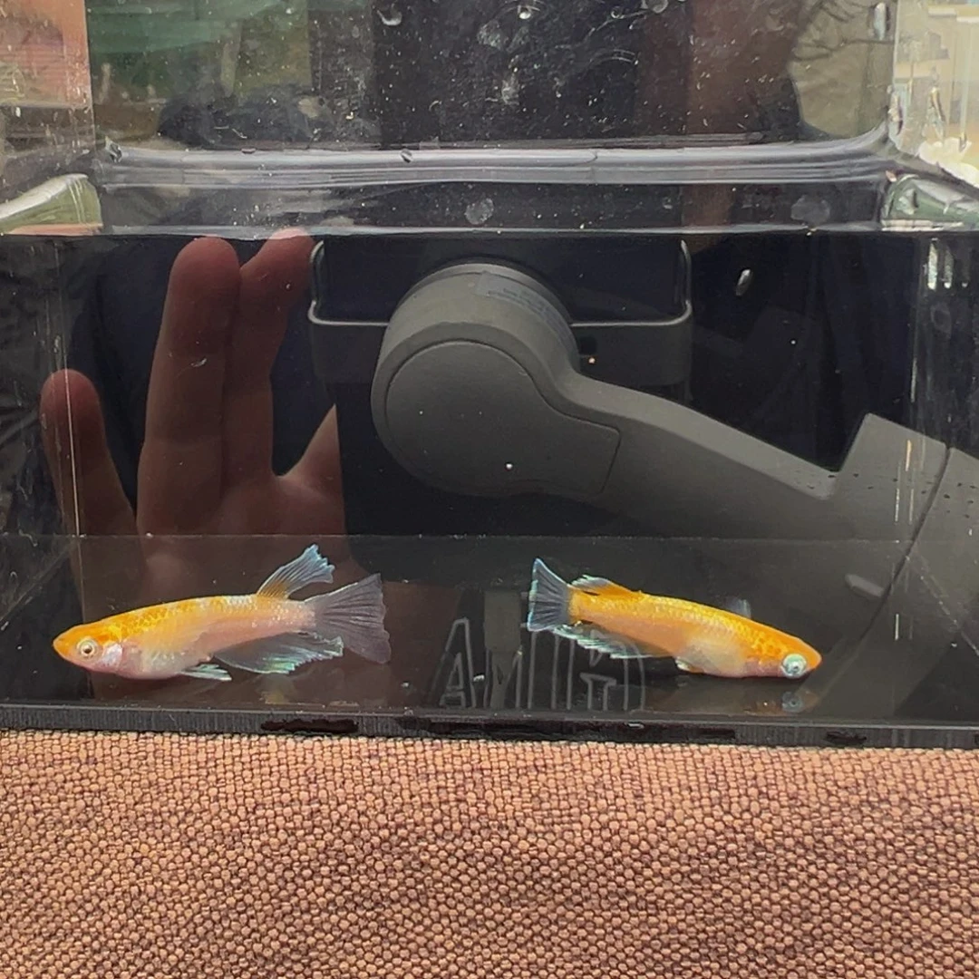 青鳉鱼622.红赤壁幻龙真长鳍母➕短公