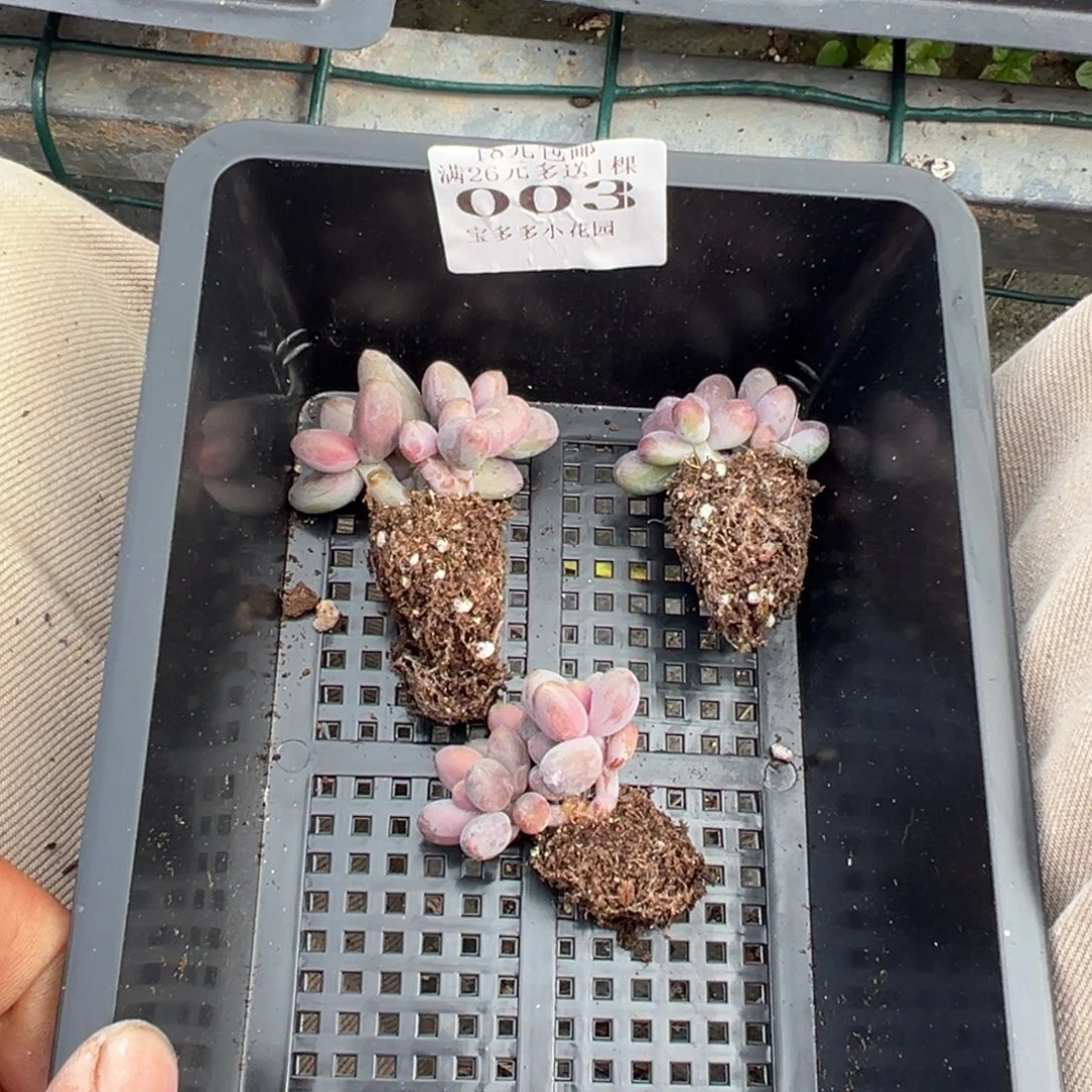 西***西003号糖果美人3颗量拍多肉满18元包邮下午发货