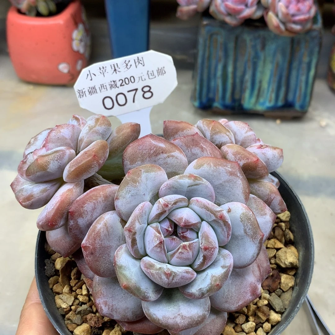 绿底紫心078/11cm3头