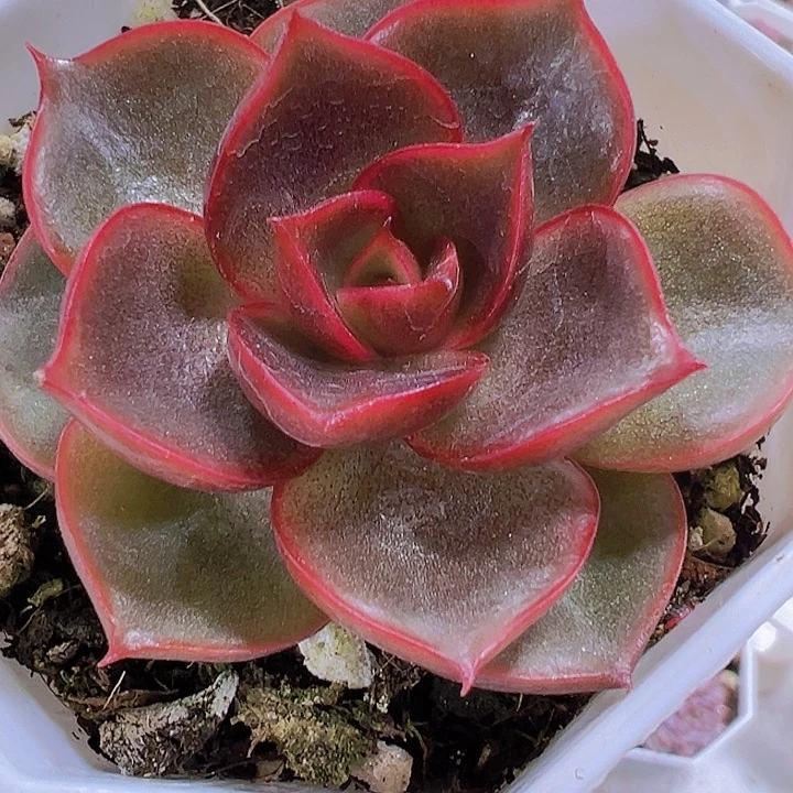 红灯19包邮多肉植物