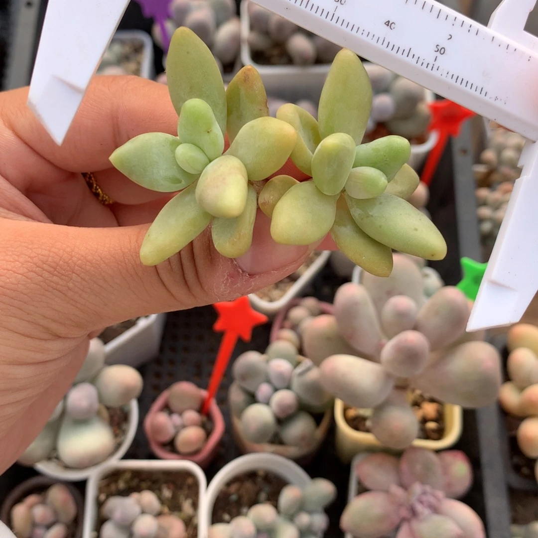 韩国香蕉奶酪多肉