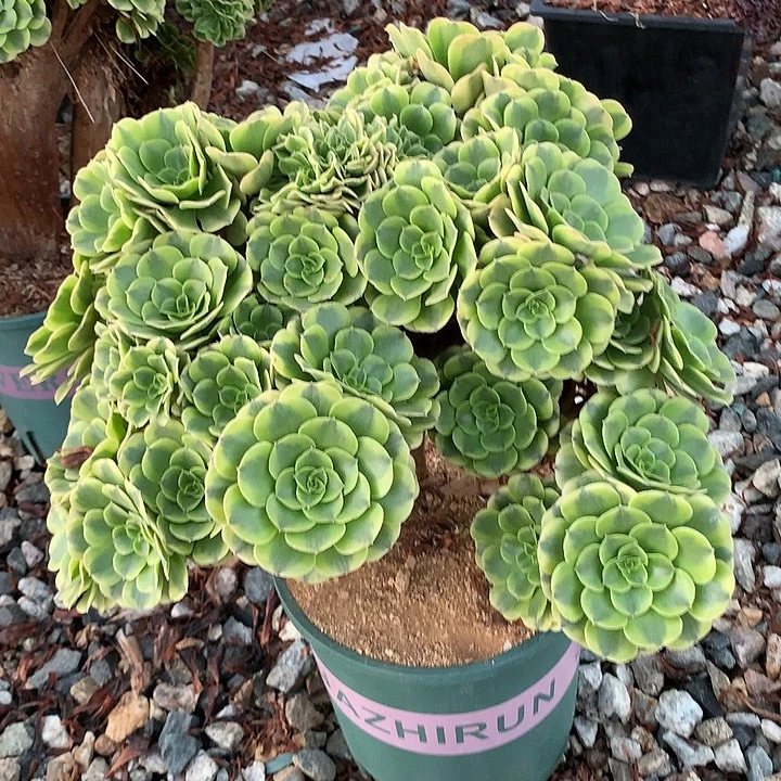 微瑕绿豆沙朵朵脱土发货啊