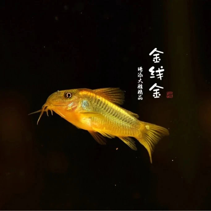 观赏鱼 金线金鼠鱼观赏鱼