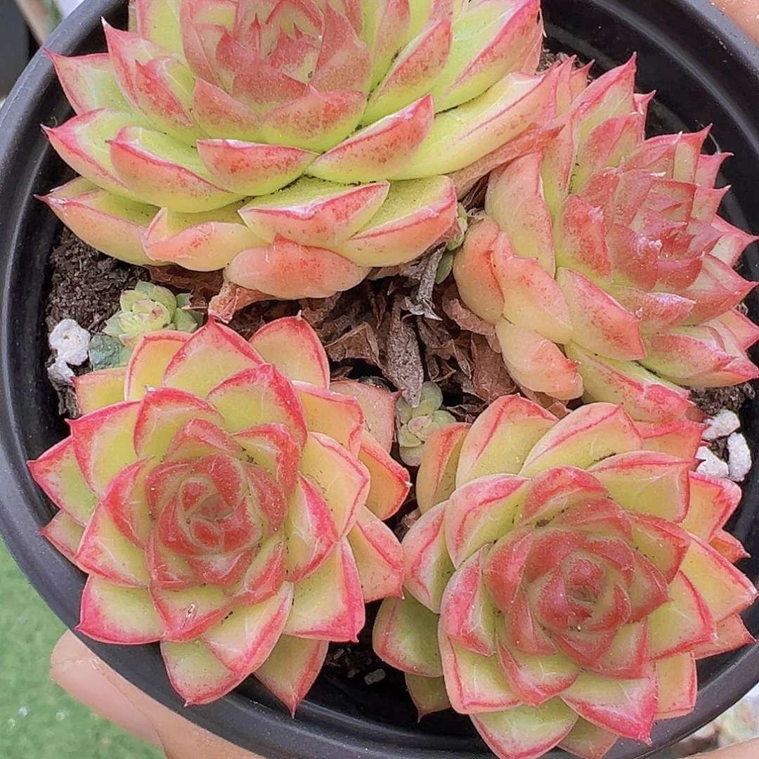 边线女王大群19包邮多肉