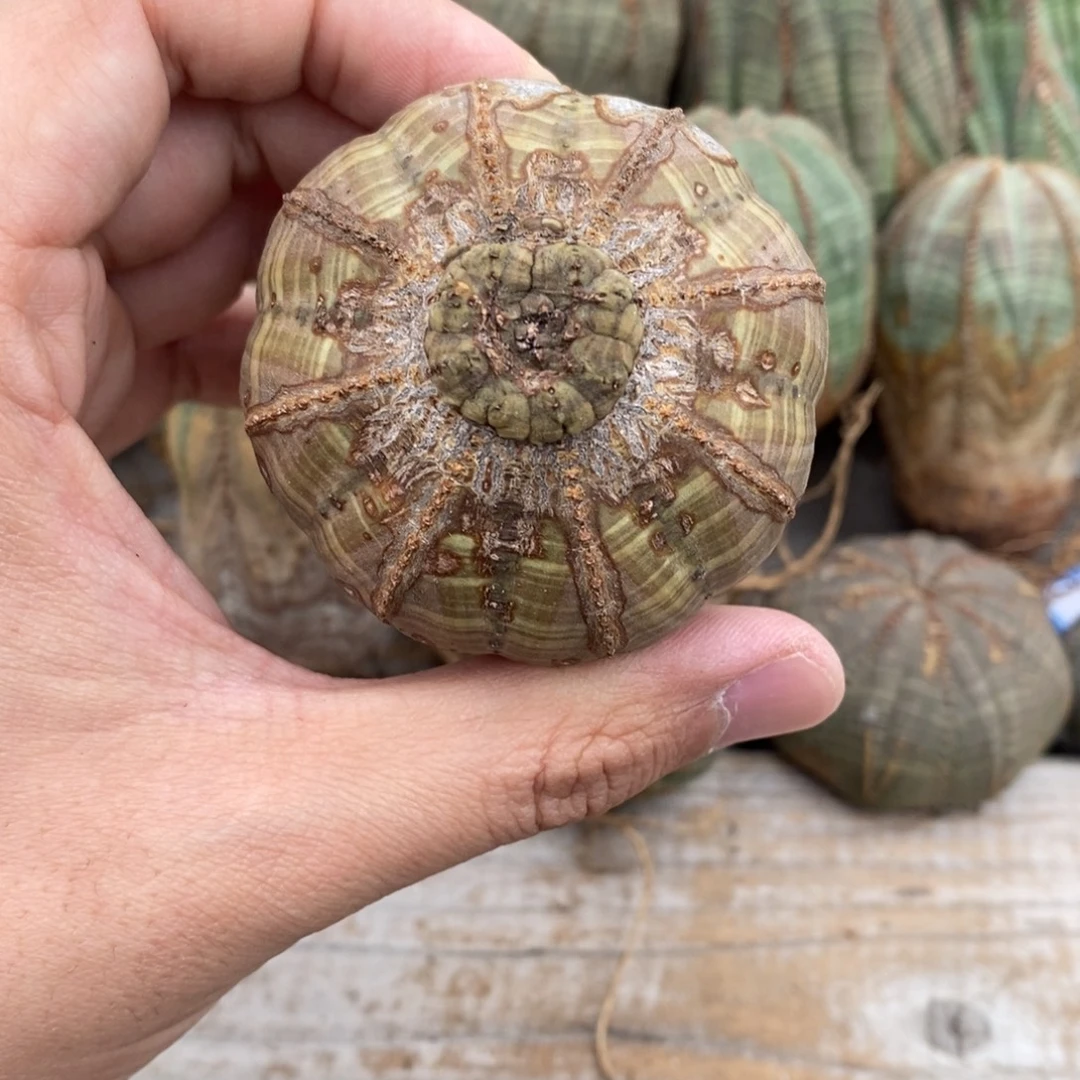 5 欧系实生布纹球多肉植物