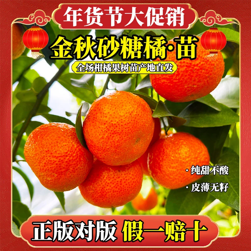 【早熟砂糖橘果树苗】正宗广西金秋砂糖橘水果树苗盆栽地栽嫁接柑橘