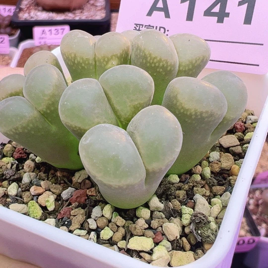 141号多头群生福利特束