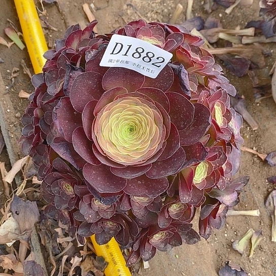 1882魅金玫瑰多肉法师锦