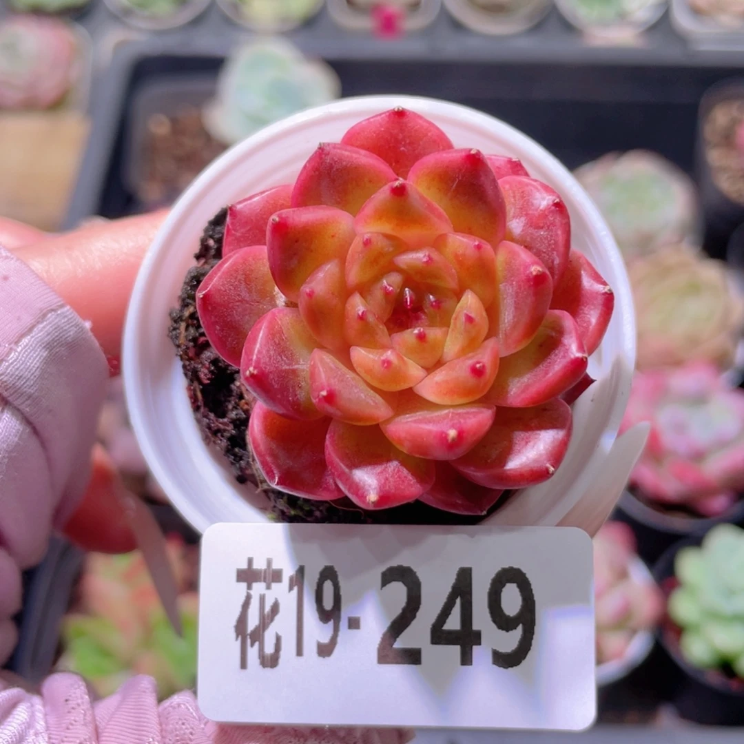 花利美19-249灵翠