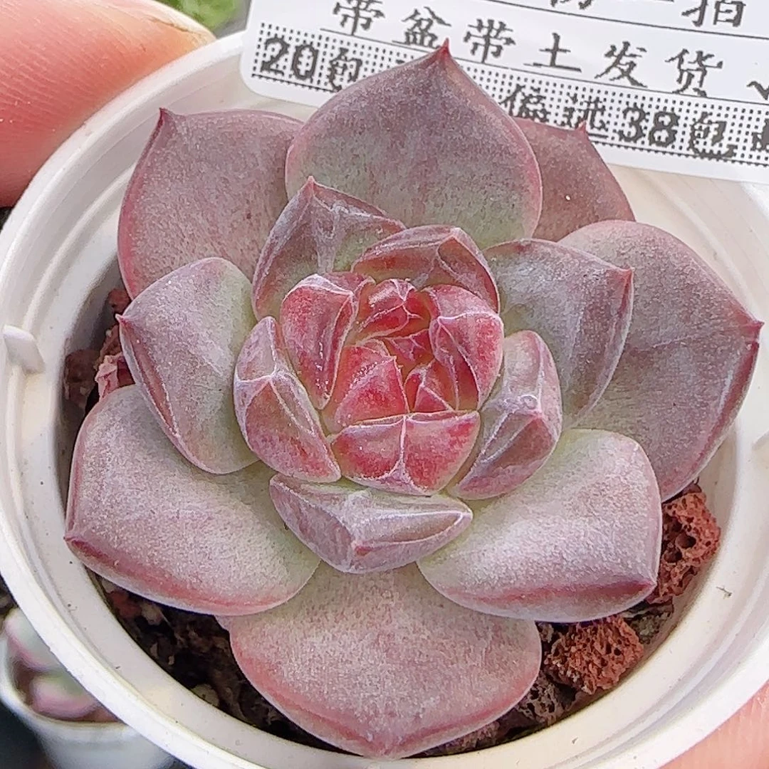 多肉1009--340琥珀天使珍妮