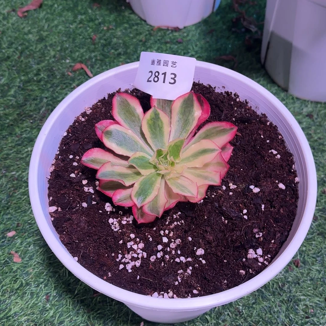 多肉植物魅影2813