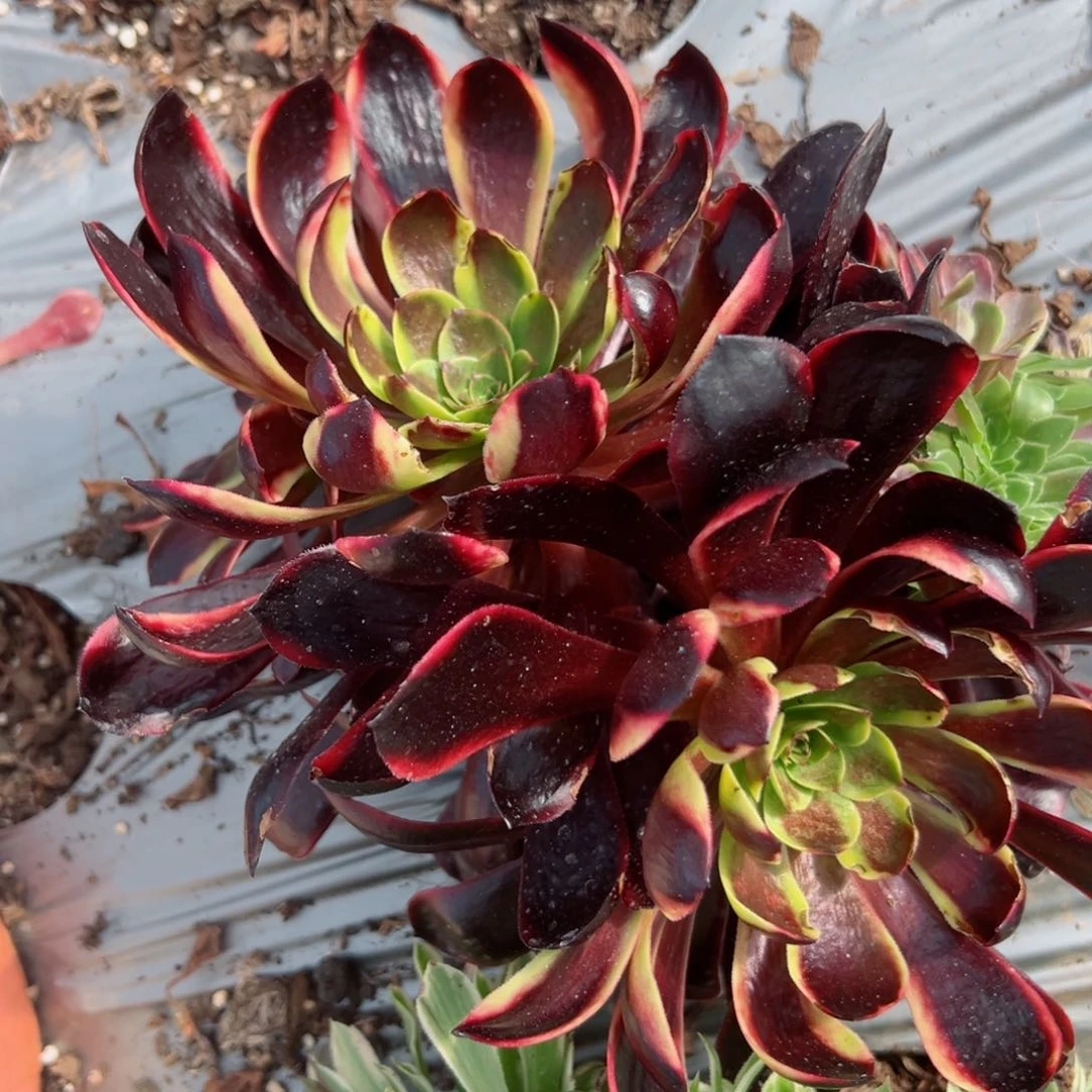 726 号多肉植物法师新年福利