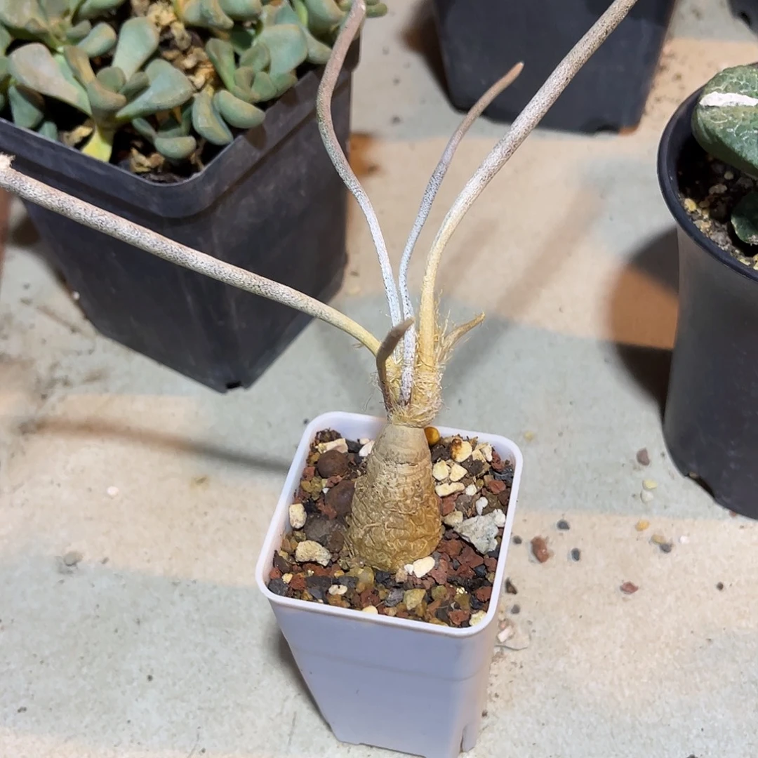 实生美杜莎一物一拍