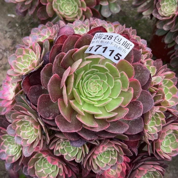 17115蓝莲花多肉植物