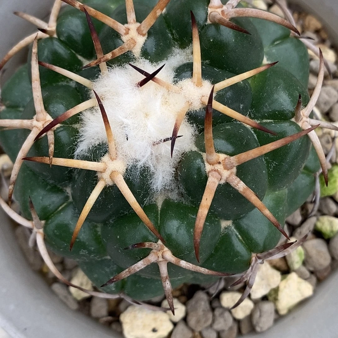 一***光仙人球开花结果了