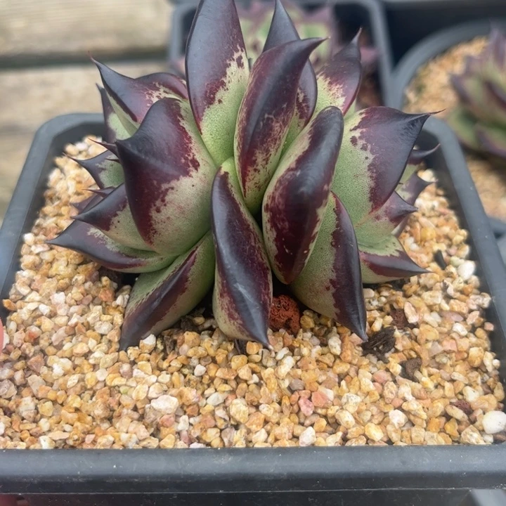 双头小脸黑檀111111