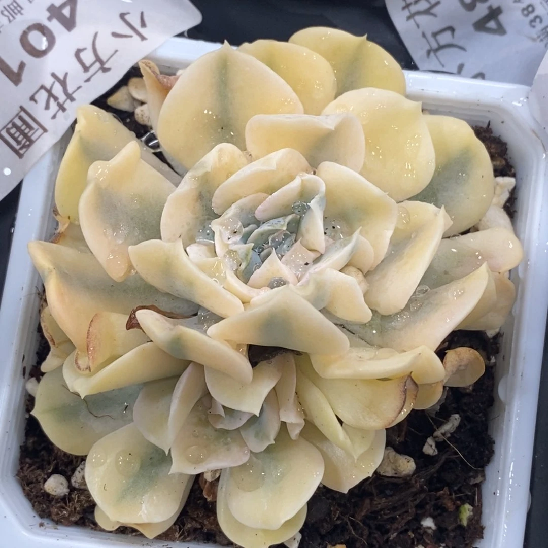 401利比里亚锦双头