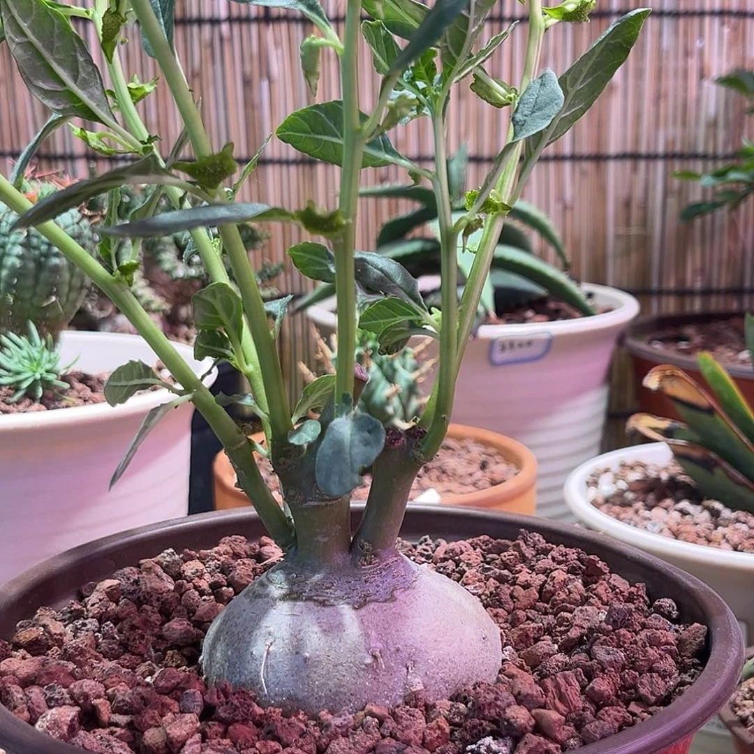 心多肉植物飞碟流桑