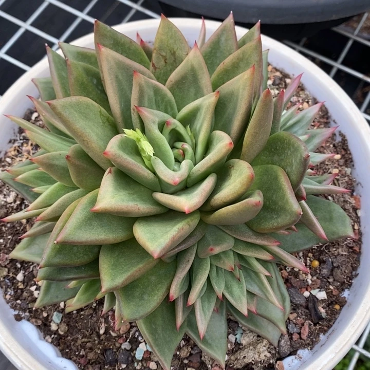 D487- 直播福利 蔷薇