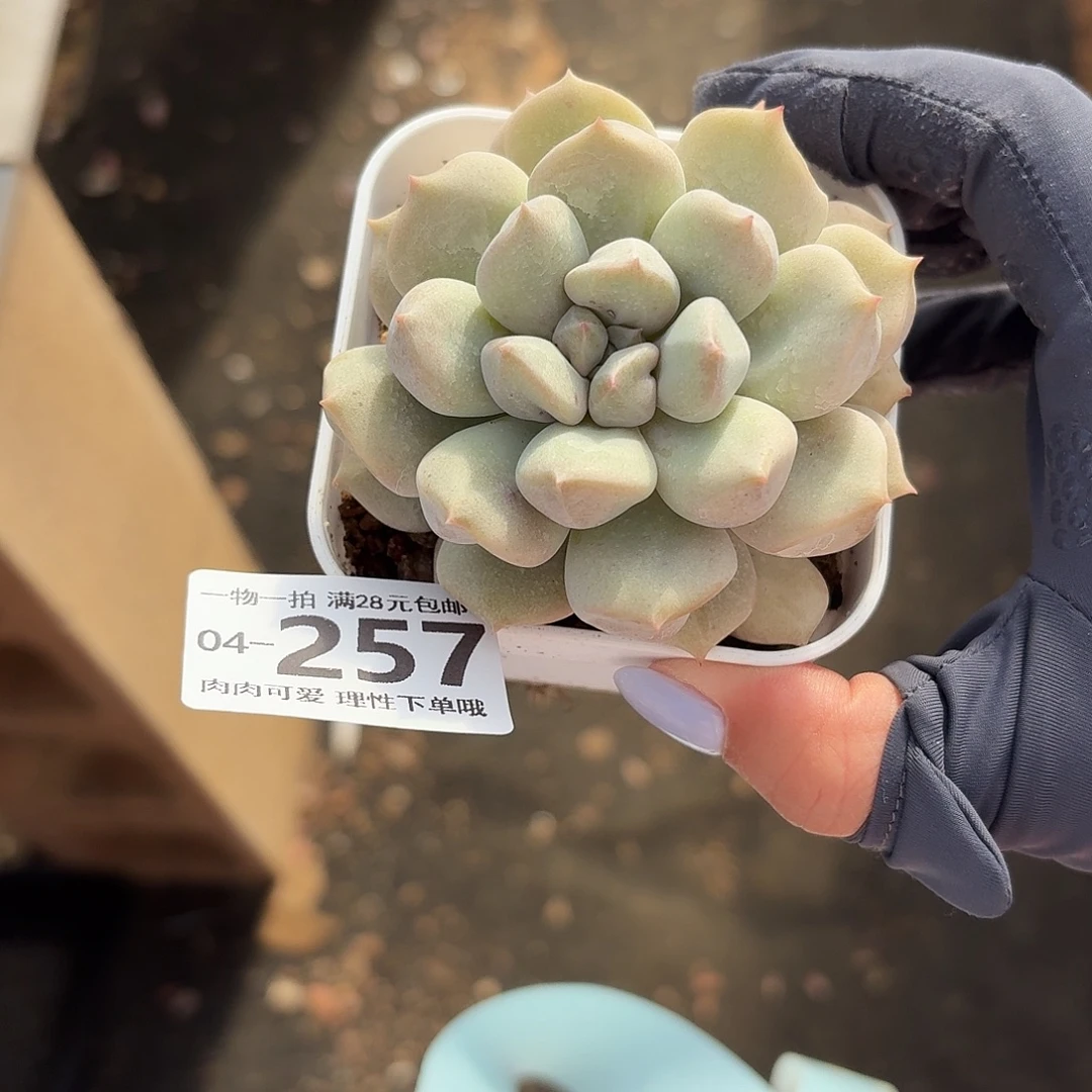 超奶无盆土发货无盆