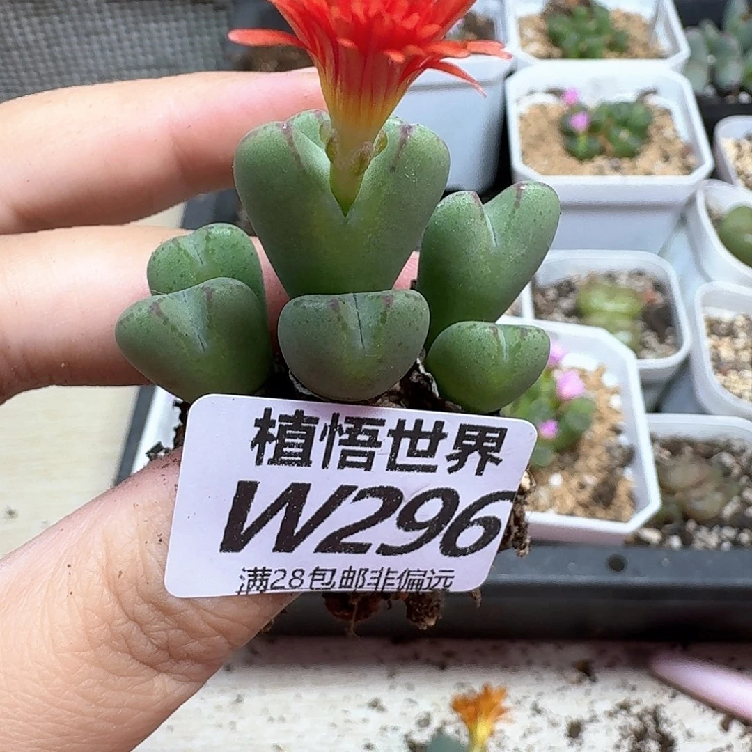 多肉植物的人生是fg