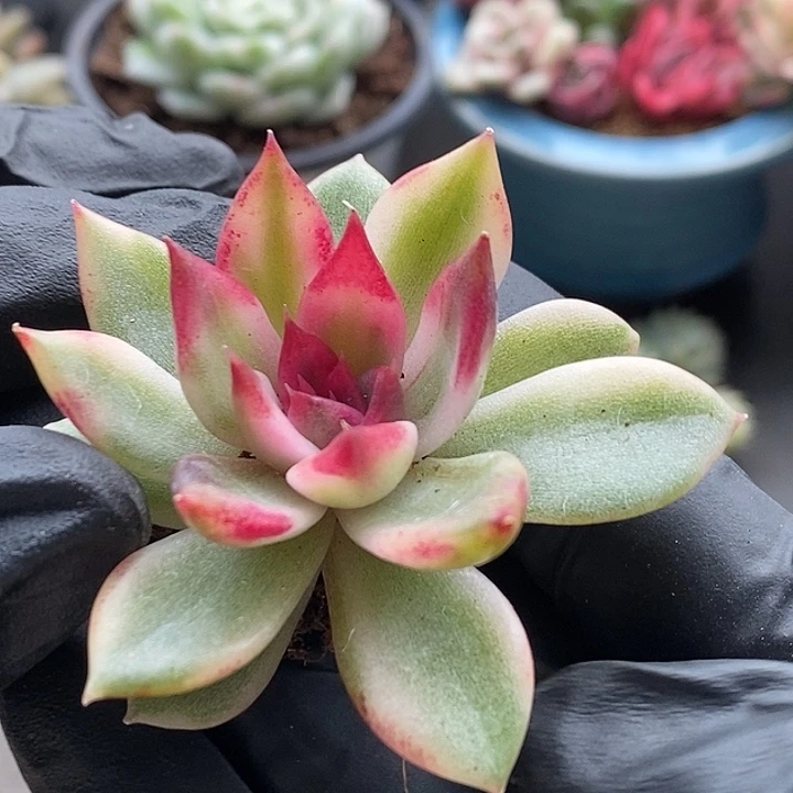 火焰山锦多肉植物多肉