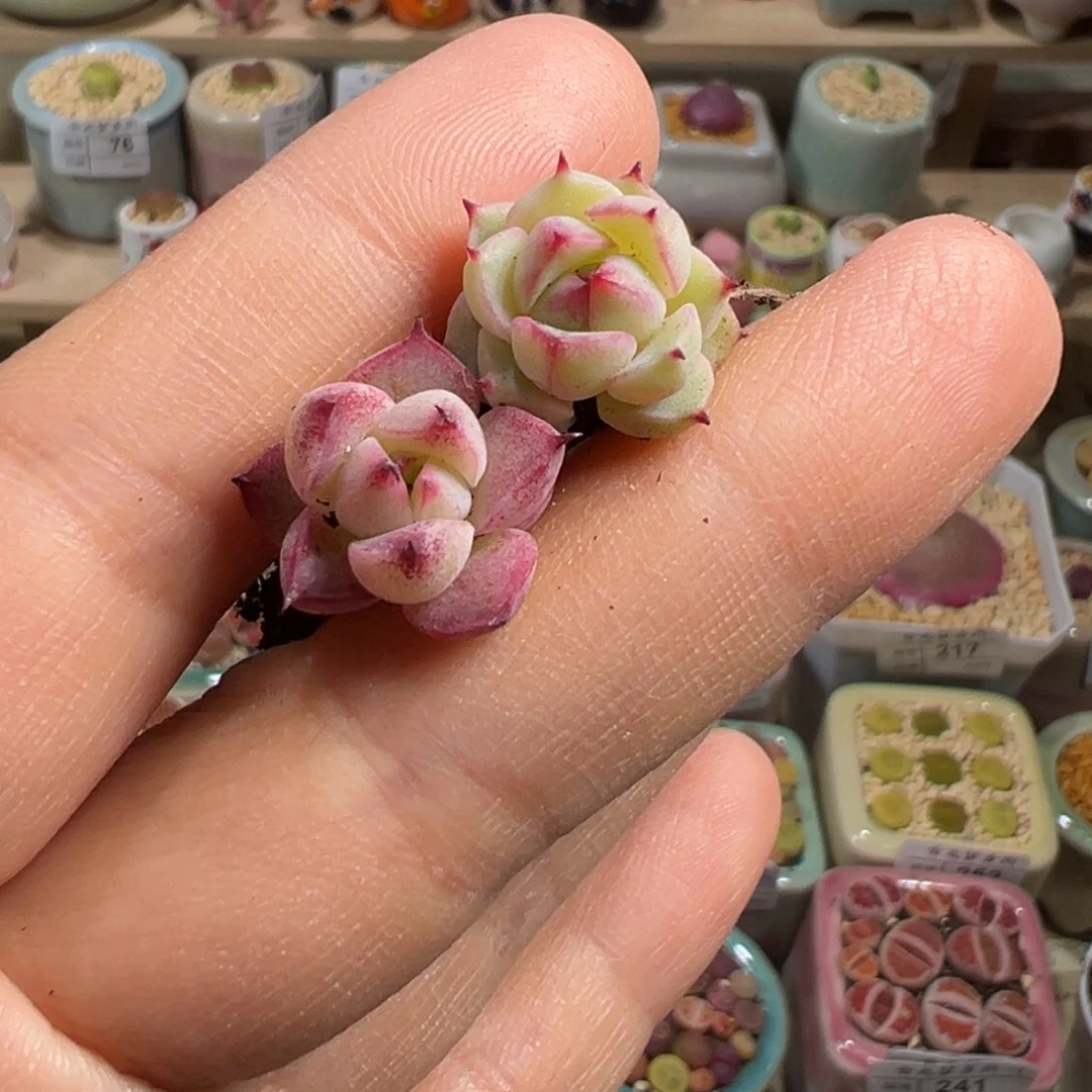 ?***?多肉植物282号两个