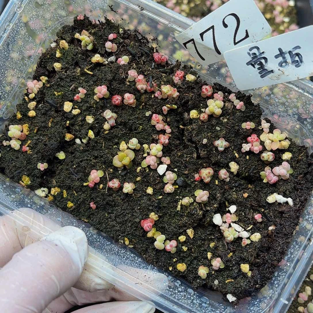 多肉植物多肉植物772量拍