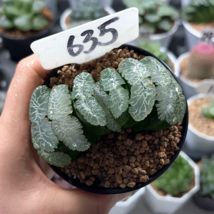 虞姬玉扇多肉植物