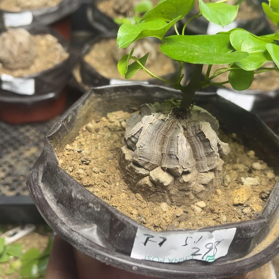 F7南非块根龟甲龙