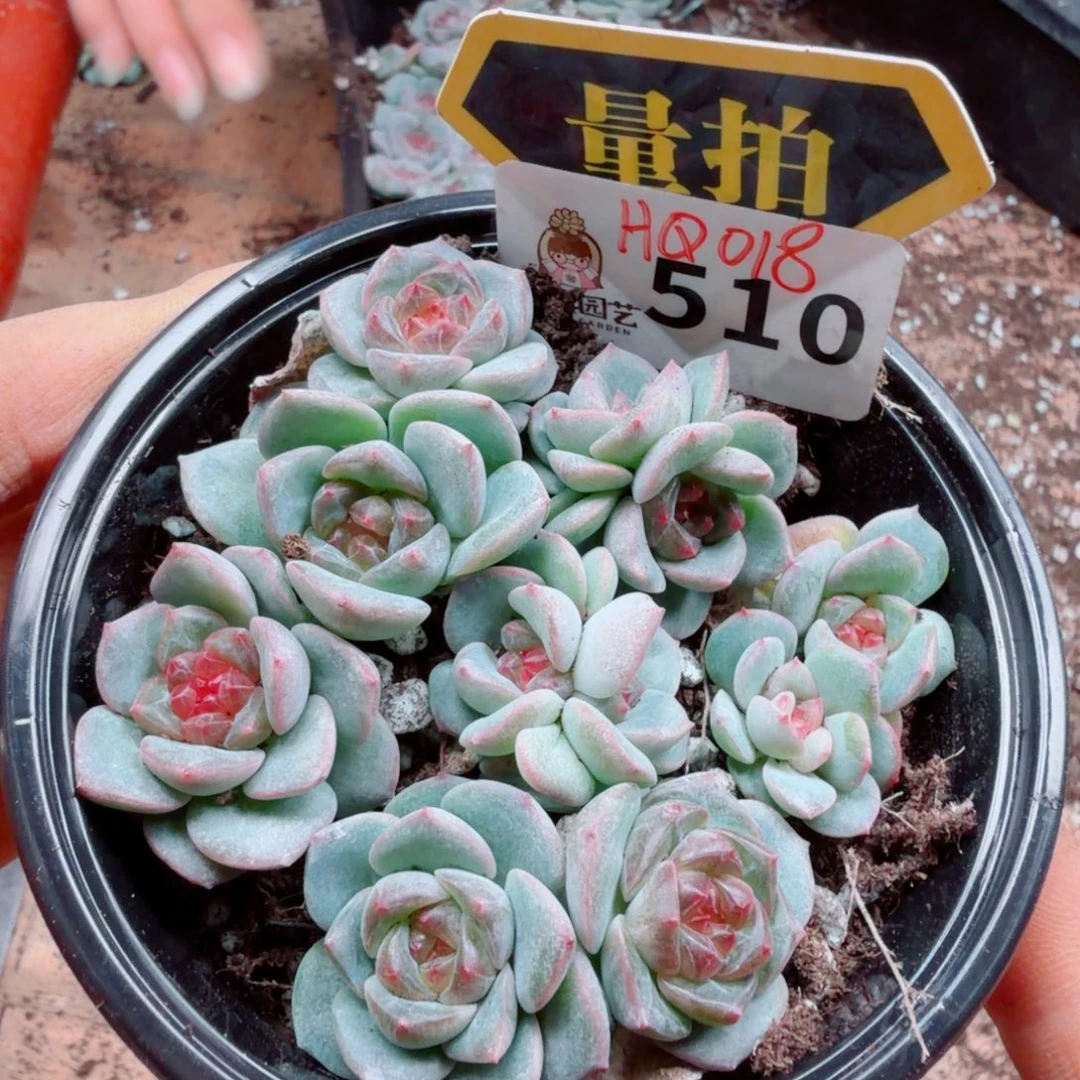 多肉植物多肉植物