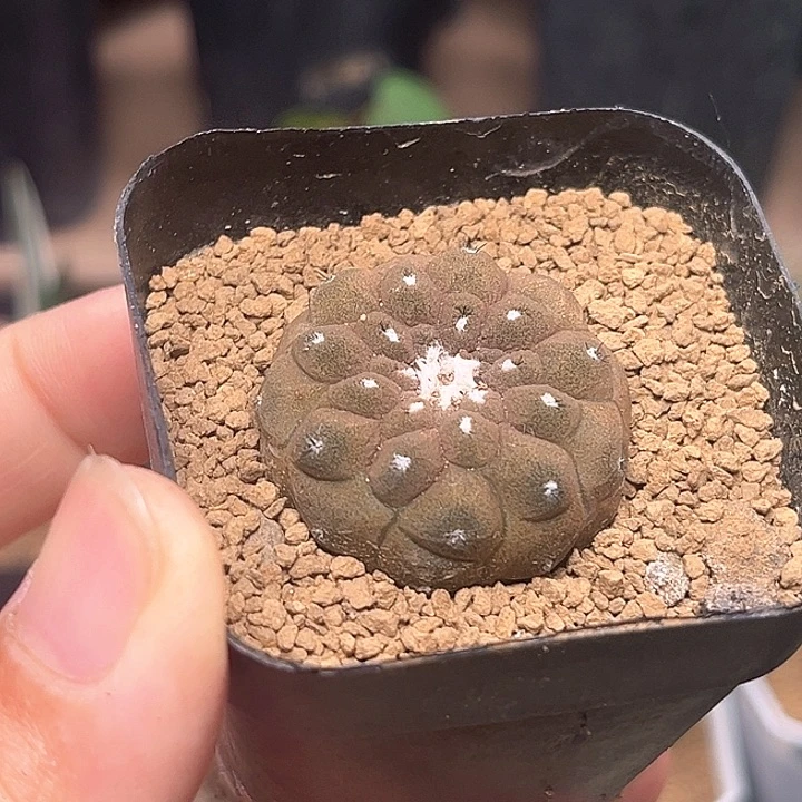 蜥蜴皮自根一颗一颗