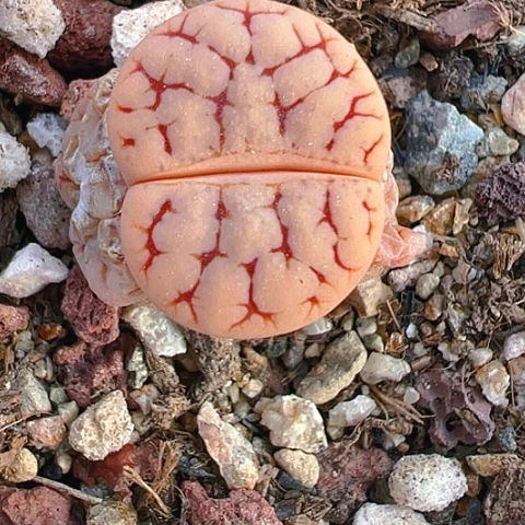 【闪购商品】25522