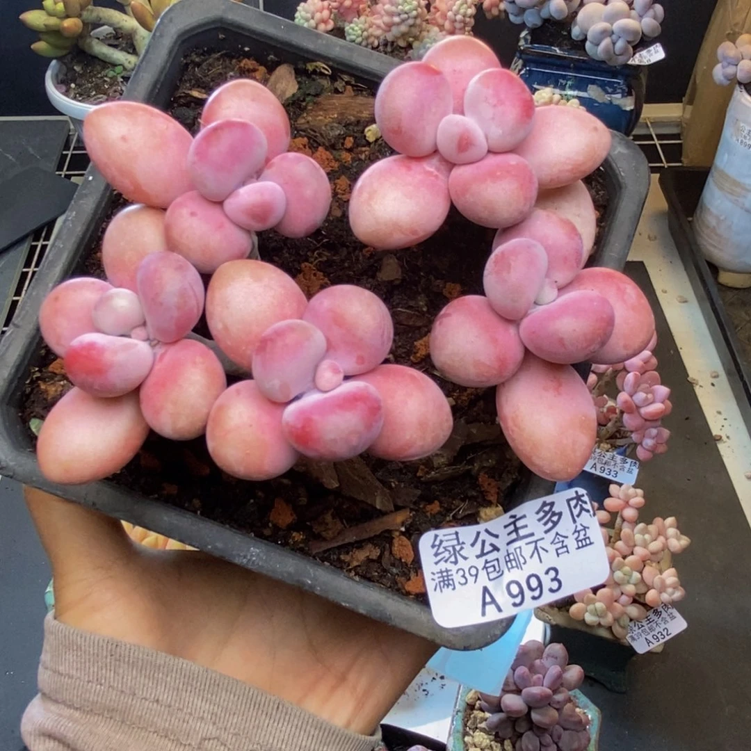 993糖果桃蛋多肉8c m