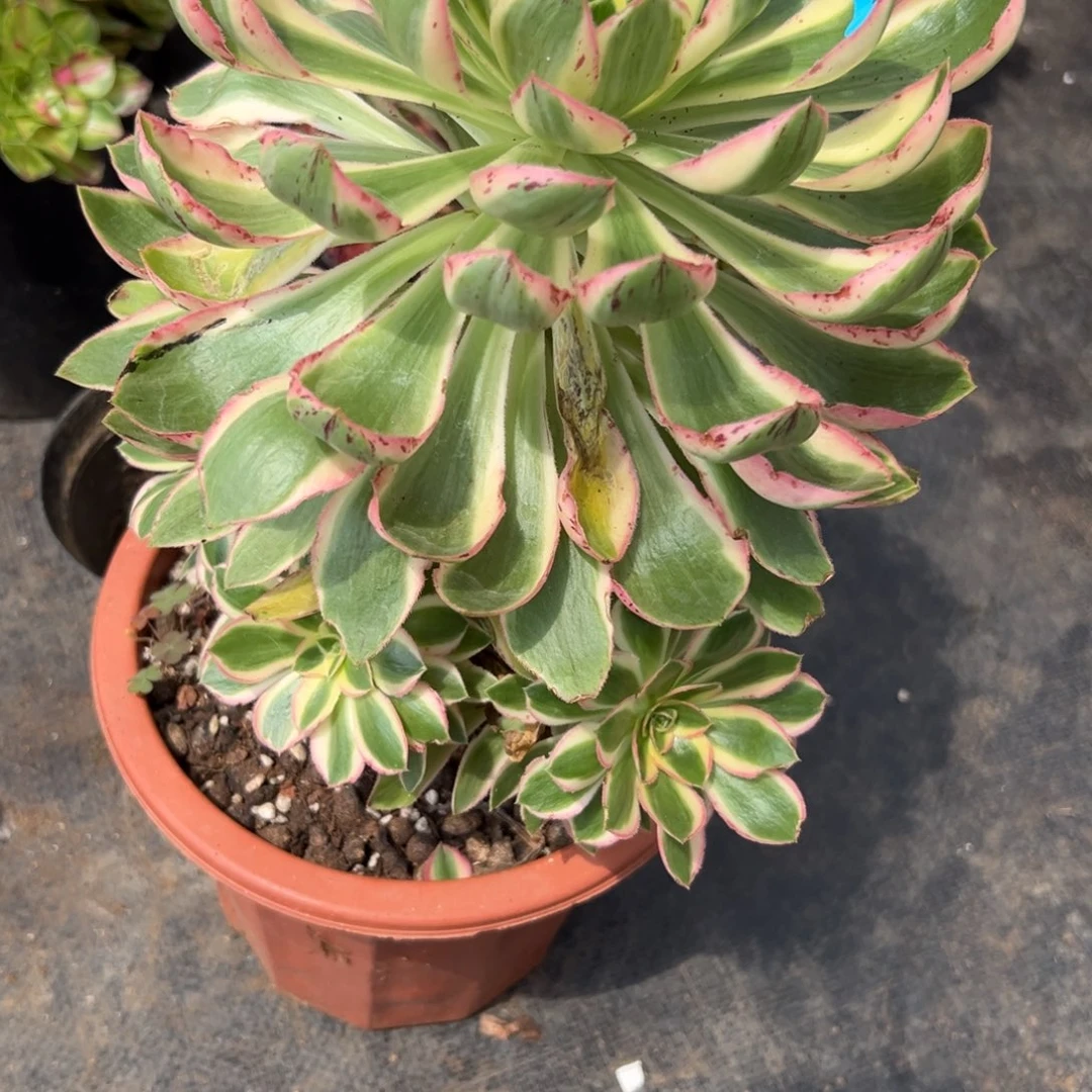 满****84262青莲多肉植物系