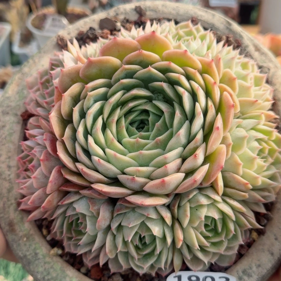 1902一物一拍（满28包邮）