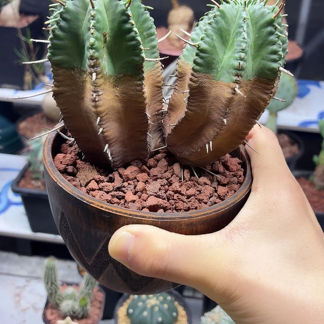 确***尔老桩世蟹丸一物一拍