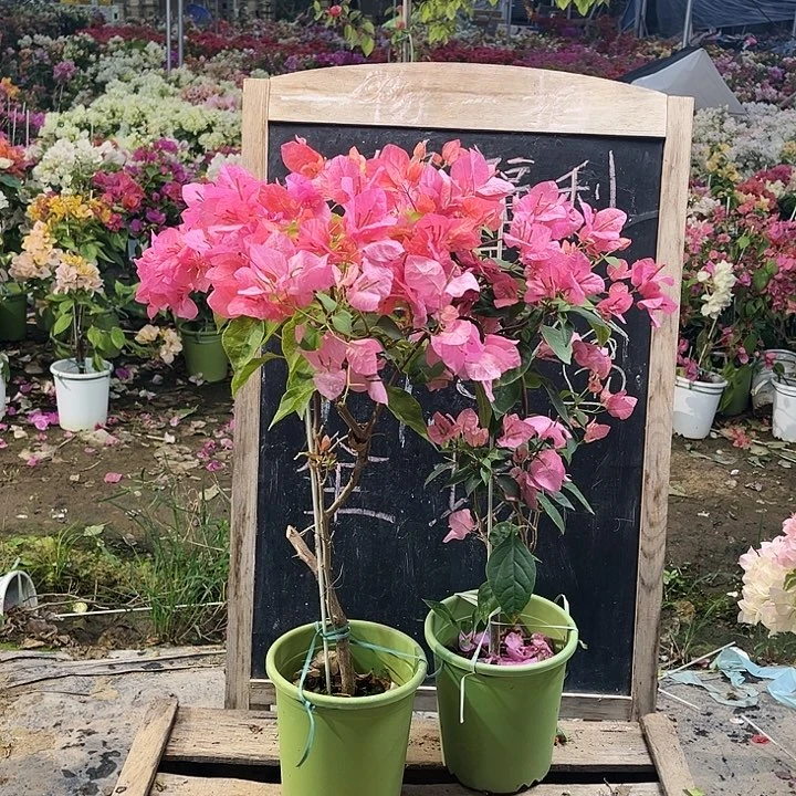 完全开放三角梅橙粉公主