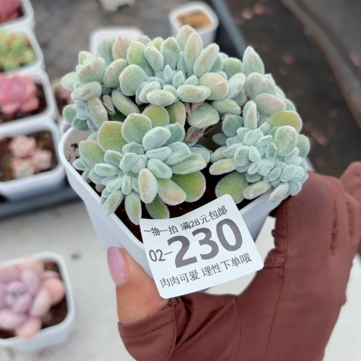 雪晃星缀化无盆土发货多