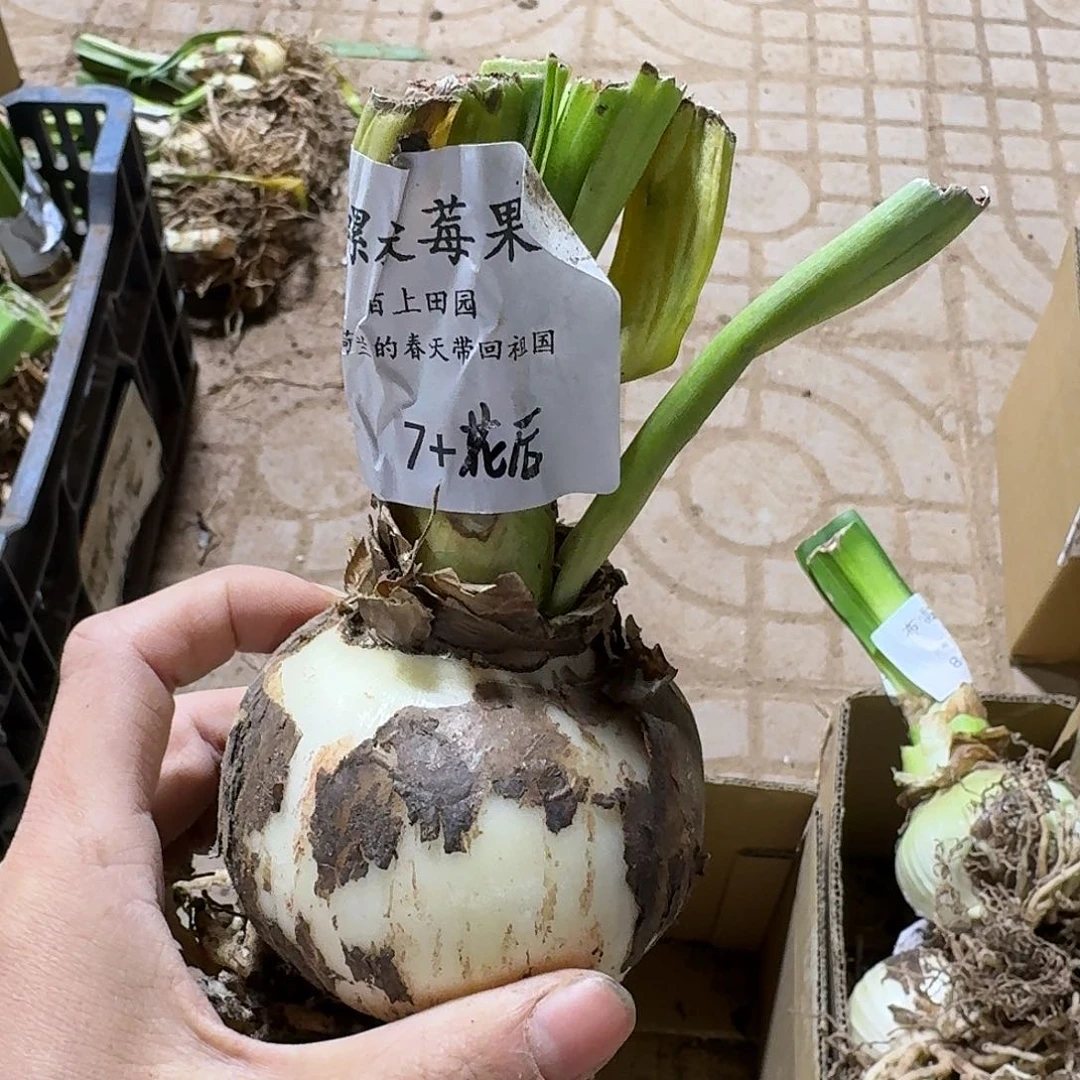 螺旋莓果7+花后包对版不包售后