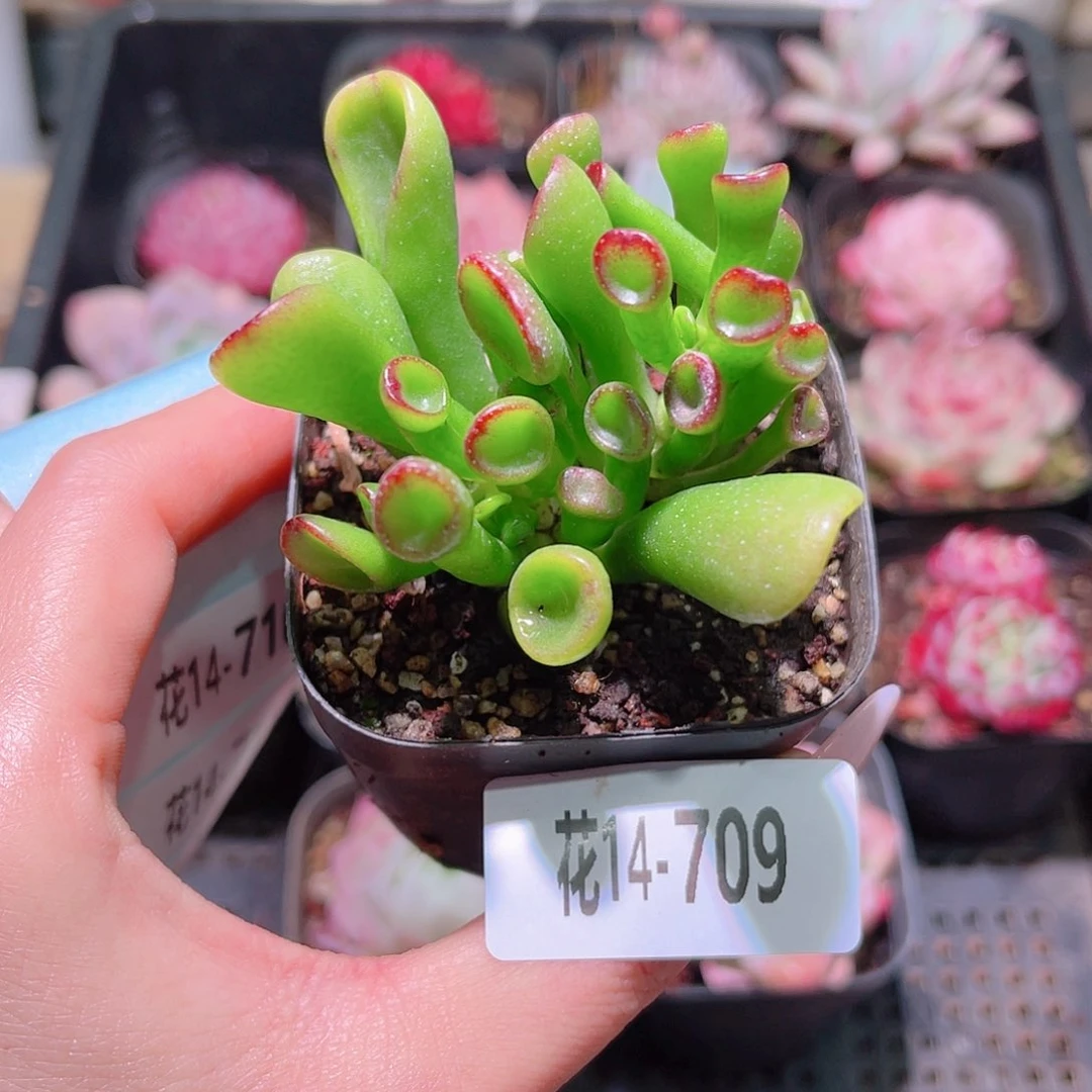 花利美14-709吸财树