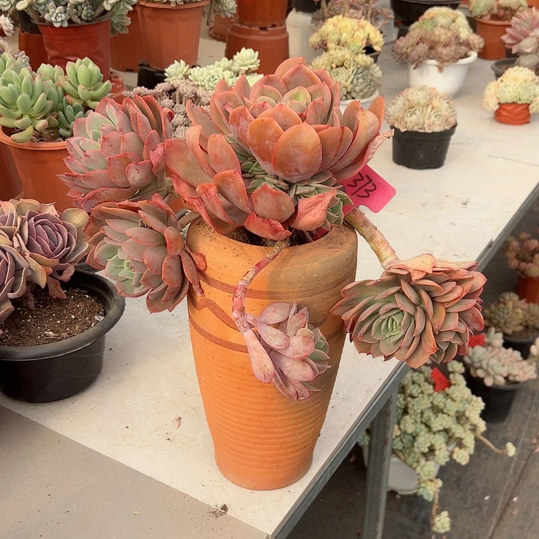 桃**?373绮罗多肉植物