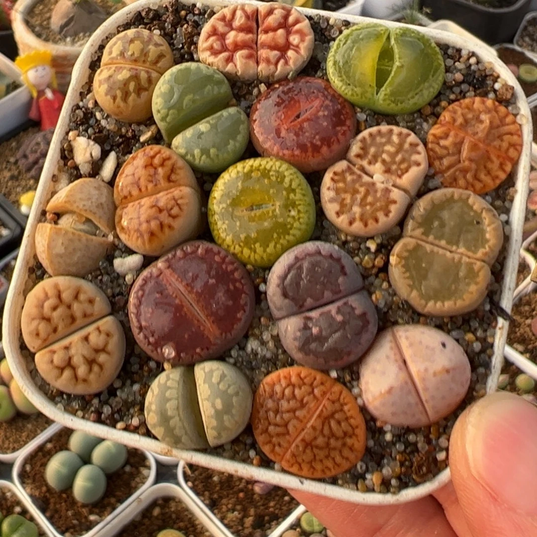 编号组合带盆多肉植物百科