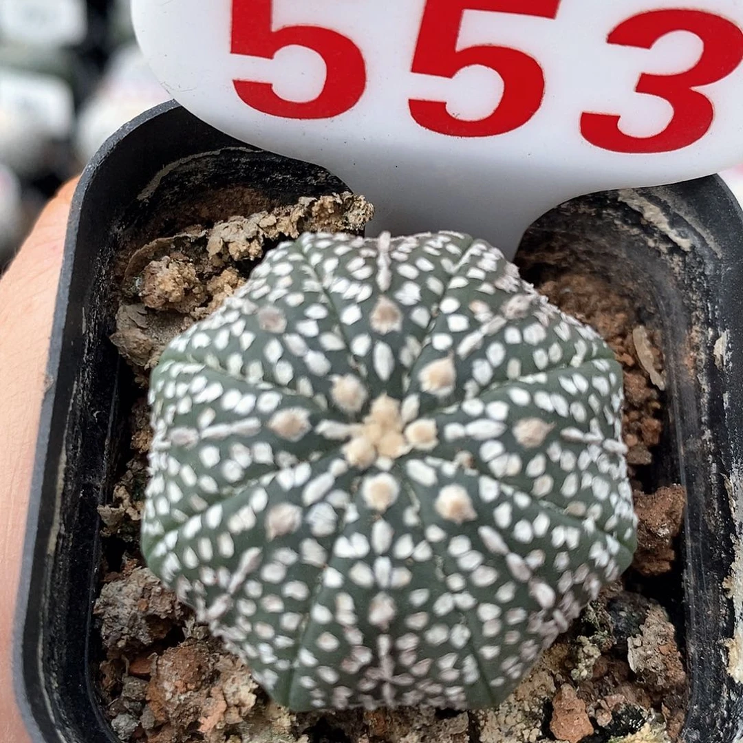 553奇迹兜系列福利来